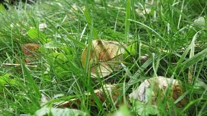 Obraz premium Yellow autumn tree leaves lying on beautiful green grass, close up macro view, static camera, the wind is blowing, raw flat video footage shot. Perfect for film, digital composition, background