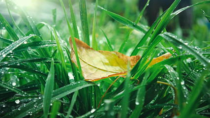 Yellow autumn tree leaves lying on beautiful green grass, close up macro view, static camera, the...