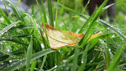 Yellow autumn tree leaves lying on beautiful green grass, close up macro view, static camera, the...