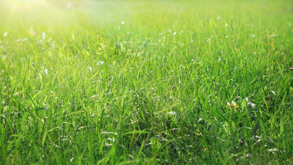 Beautiful low field grass, long macro shot, green plant blowing on the wind with depth of field, spring meadow, with the sun shining, static camera. Perfect for film, digital composition, background