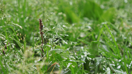 Beautiful field grass, close up macro shot, green plant blowing on the wind with depth of field, raindrops falling, raw flat footage, smooth camera. Perfect for film, digital composition, background
