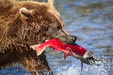 Bär mit Lachs