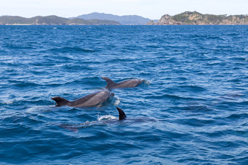 Obraz premium Bay of Islands dolphins