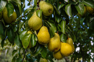 Ripe pears