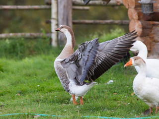 gray goose flaps its wings