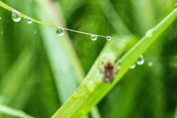 Dew drops on  green grass leaf background