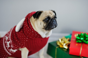 The amusing doggy of breed pug is dressed by a holiday in reindeer suit.