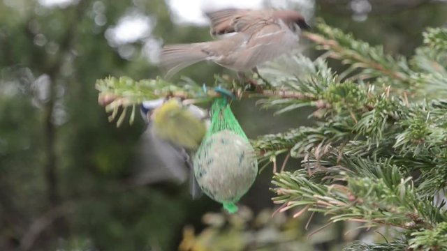 Blue tit and sparrow feeding on bird fat ball in winter