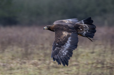 Birds of Prey