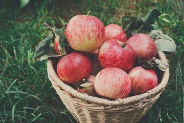 Basket with apples harvest near in garden