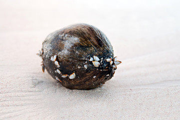  coconuts on a tropical white sand beach