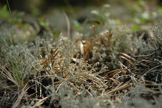 chrobotek - cudne porosty