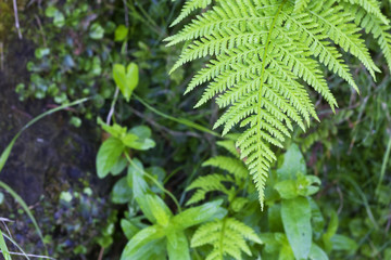 Closeup image of a fern limb view from above (Pteridium aquiline).