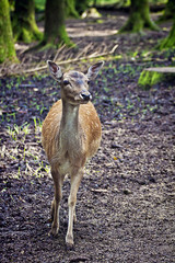 Naklejka na ściany i meble Wildlife,young red deer standing in woodland
