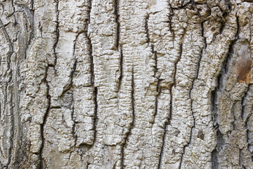 Background image of a tree bark with vertical stripes.