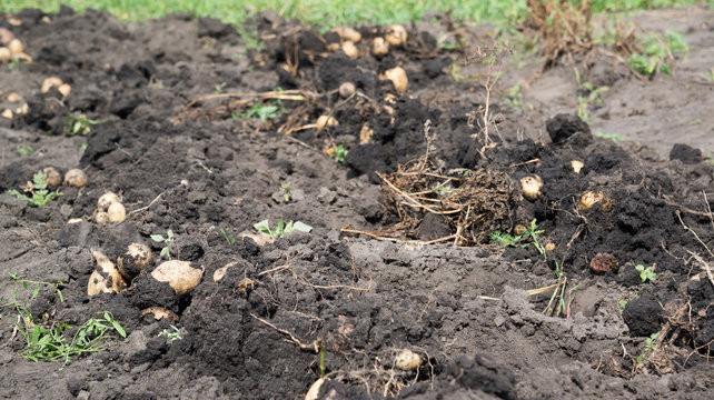 Freshly dug potatoes lies on bed