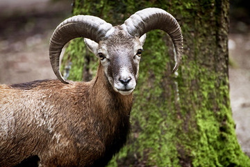 Portrait of young male ibex in natural environment,blurred background