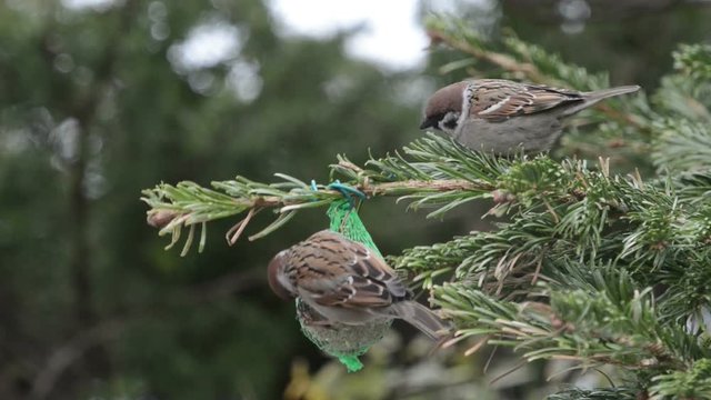 Male House Sparrow searching seeds on bird fat ball. 