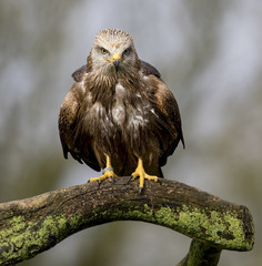 Birds of Prey