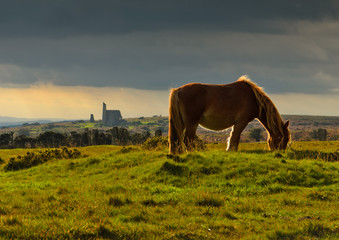 Hurlers Horse