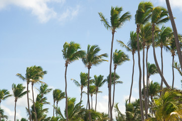 Naklejka na ściany i meble Palm Trees In Front Of Azure Skyline. Photo toned.