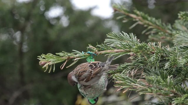 Male House Sparrow searching seeds on bird fat ball. 