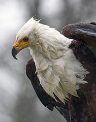 Birds of Prey