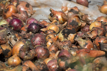 Freshly dug out onions drying in sun