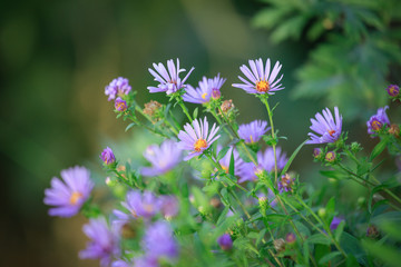 Good blurred purple 

green floral background. Alpine asters on the diagonal. For design. Side view