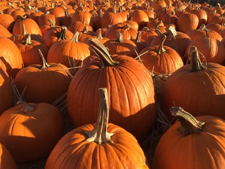 halloween pumpkins field