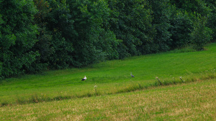 The stork and the heron walking across the meadow in search of food.