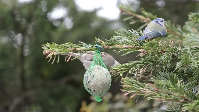 Blue tit and sparrow feeding on bird fat ball in winter