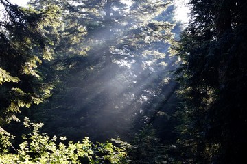 Promienie wschodzącego słońca w drzewach
