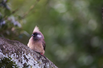 bird in aberdare in Kenya, Africa