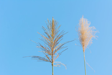 Fluffy reeds flower against blue sky