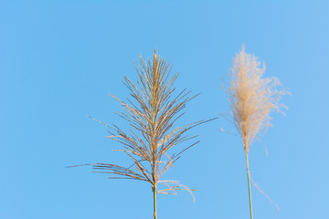 Obraz premium Fluffy reeds flower against blue sky