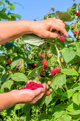 Summer berry harvest, hands picking raspberries