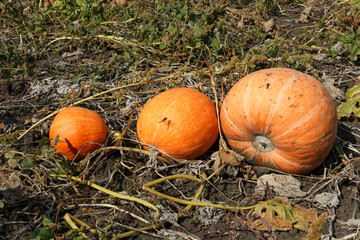 orange pumpkin