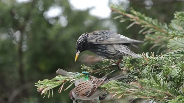 starling feeding on bird fat ball in winter.