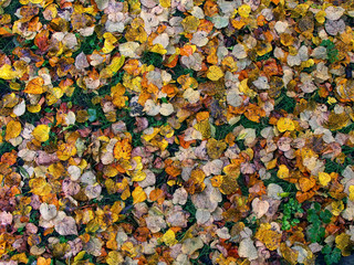 Colorful autumn leaves on the ground in park. season nature background