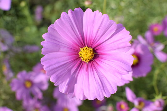 Pink cosmos flower