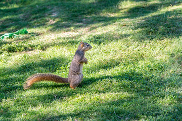 A squirrel looking for food on green meadow