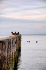 Naklejka premium Breakwater and seagulls in the Baltic Sea