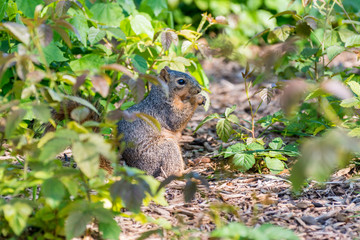 A grey squirrel eating food in a field.
