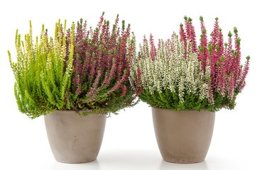 Calluna vulgaris