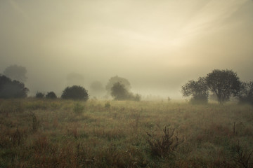 Obraz na płótnie Canvas Jesienne mgły na łące