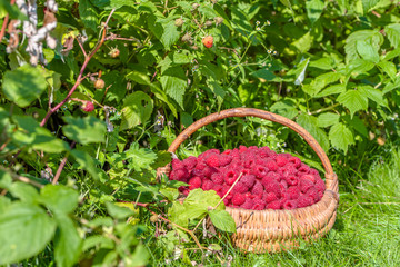 Fototapeta na wymiar Summer berry harvest, raspberry in the basket