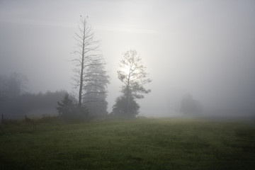 Fototapeta na wymiar Jesienna mgła na łące