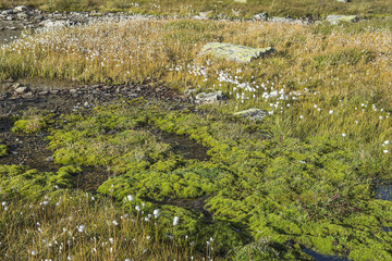 Sumpfpflanzen am Bergsee bei der Passhöhe des Sustenpasses, Bern, Schweiz