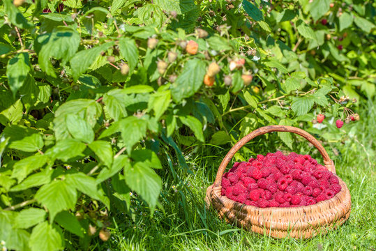 Summer berry harvest, raspberry in the basket